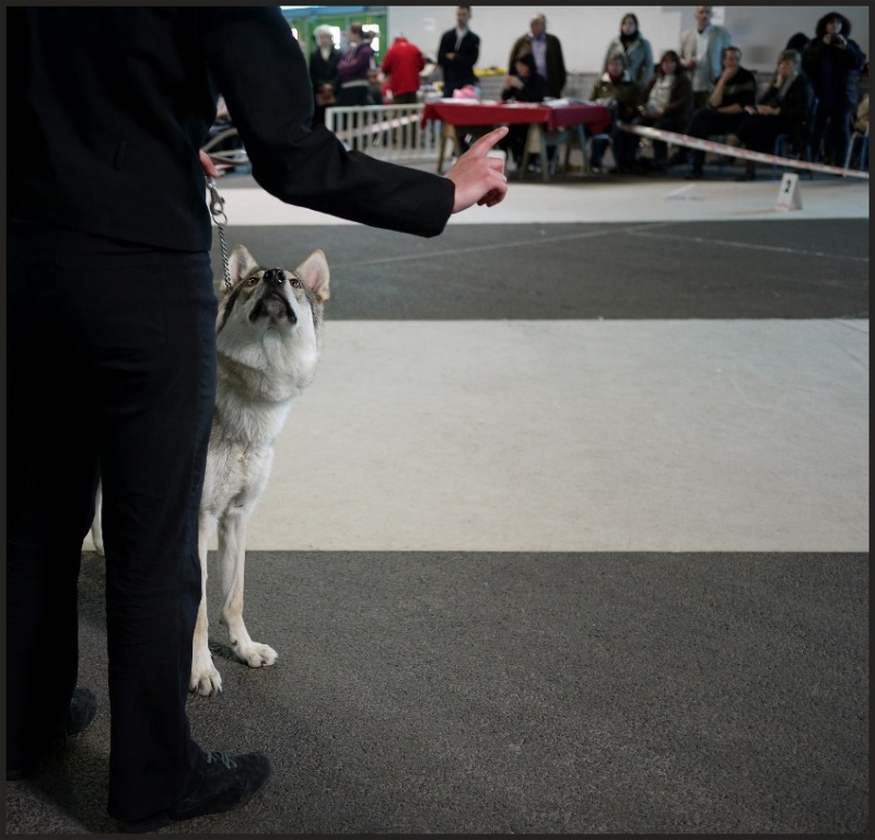 Expo canine - Chien loup de Tchécoslovaquie. Chienl13