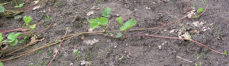 What "runner" on a strawberry plant? 800px-10