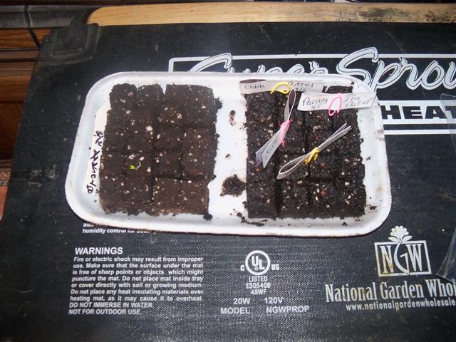 Broccoli and cabbages seed started today. 03-05-12