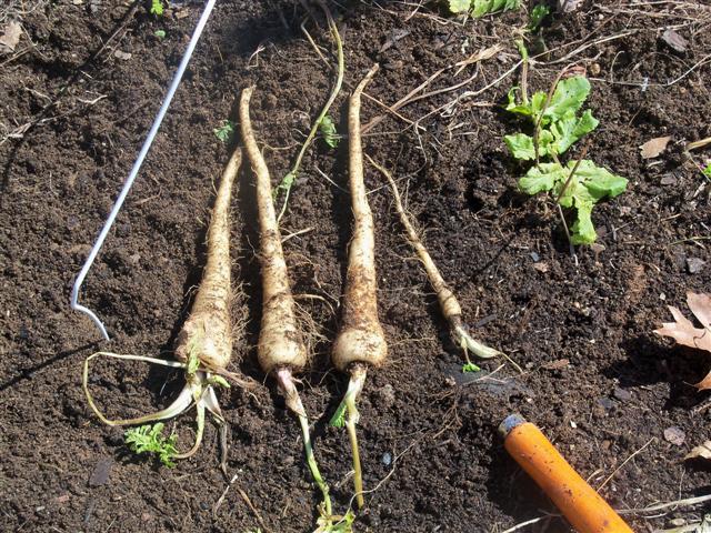 Parsnips harvested today! 04-09-14