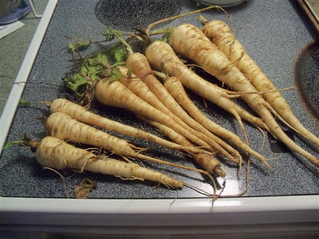 Parsnips harvested today! 04-10-10