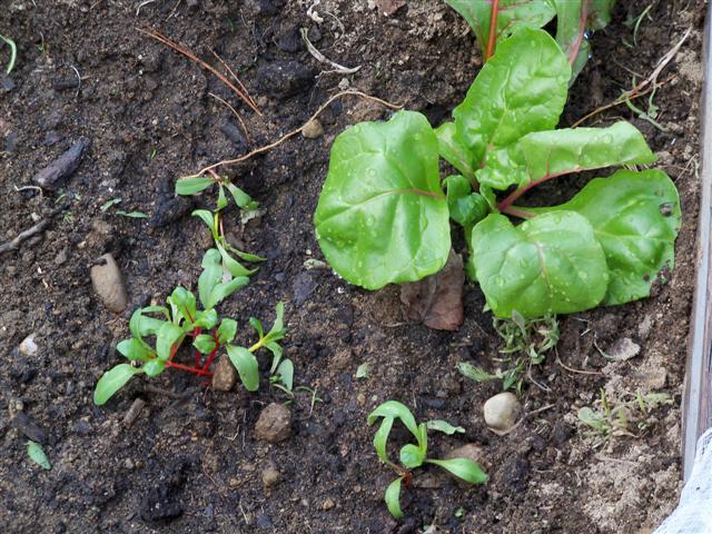 Swiss chard seeds in the ground today:  PIC! - Page 2 04-12-15