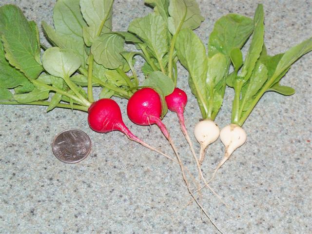 My first harvest in my Maine garden... 04-26-10