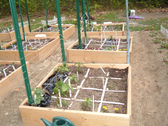 Horizontal netting or support for tomatoes 05-14-10