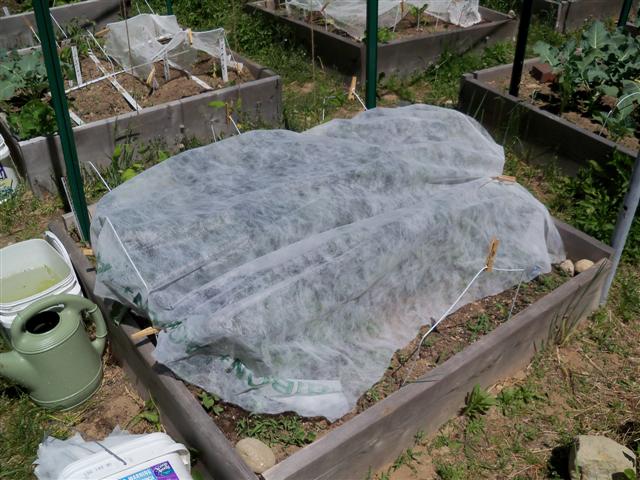 lettuce and hoop houses 05-28-13