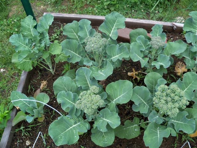 Broccoli 06-05-12