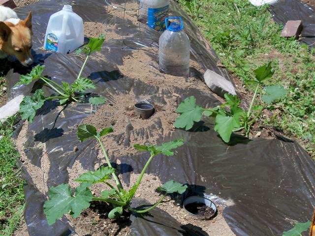 DIY plant waterig spikes 06-07-19