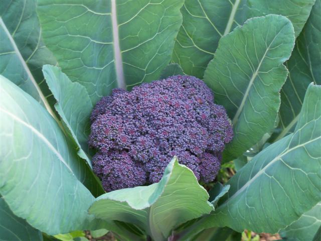 My report on the purple cauliflower... 06-19-12