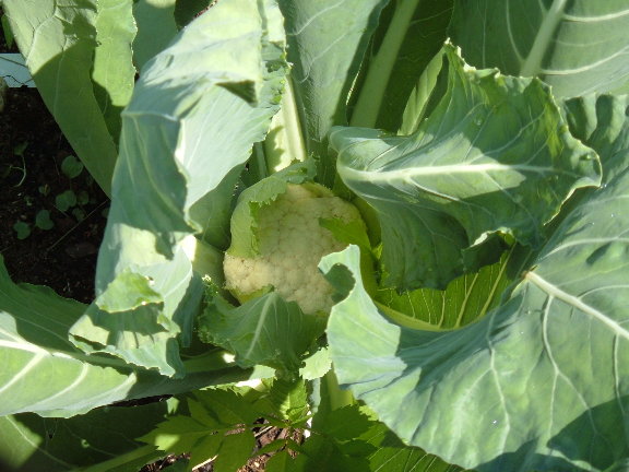 Cauliflowers: at one square spacing 06-26-11