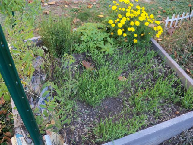 Putting raised beds to bed for the winter? 10-11-10