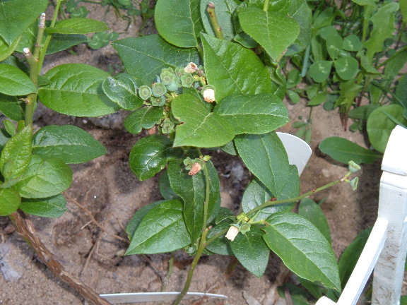 help with blueberries 5-22-010