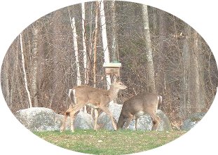 Oh deer! Deer_410