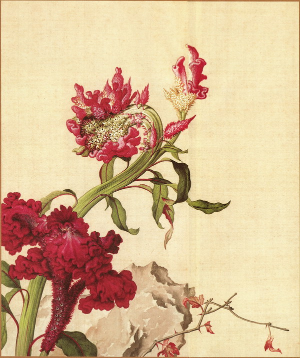 仙萼长春图册---【清】 郎世宁 1515