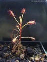 Drosera madagascariensis Madaga10