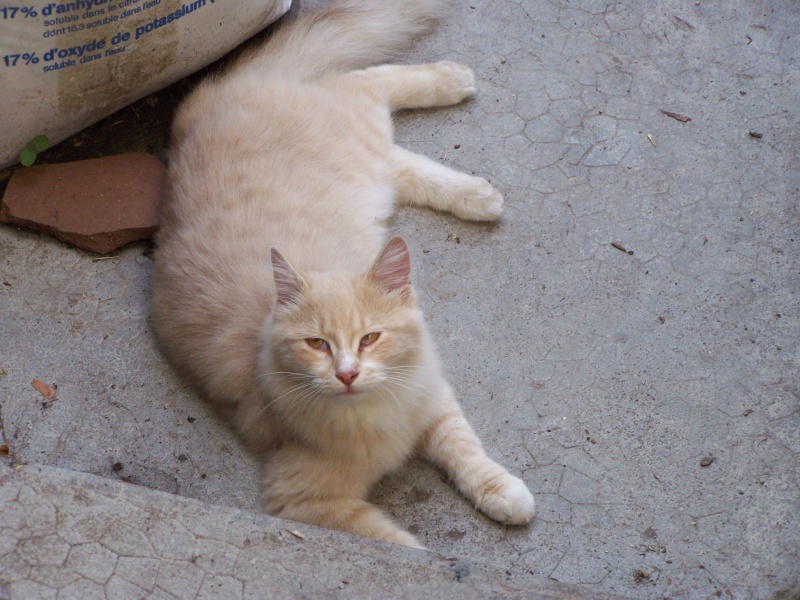 Cherche chaton poils longs pour câlinous - Prem's p 26 - Page 6 100_1413