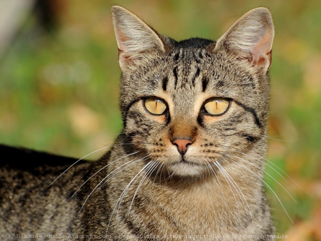 Des photos de tous les animaux que vous aimez - Page 5 56718111