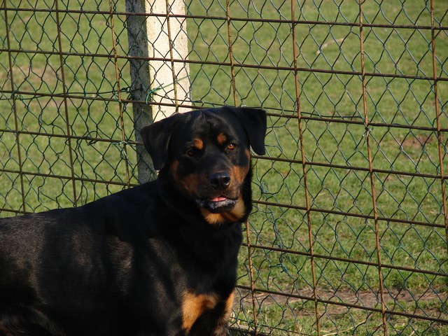 DICK (rottweiller) Dick_210