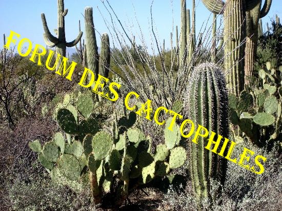 Forum pour Cactophiles Even-m11