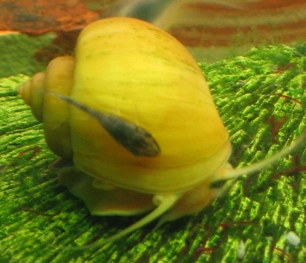 Article sur les escargots d'eau douce Ampula10