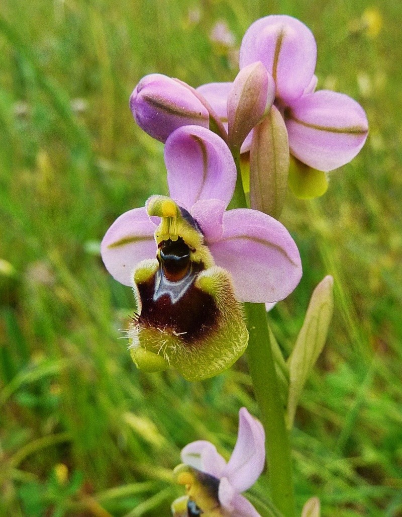 Ophrys tenthredinifera subsp  neglecta ( Ophrys oublié ) Sardai44
