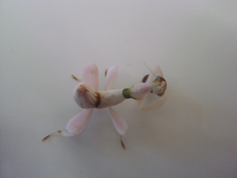 Hymenopus coronatus " Mante orchidée " !! 01512