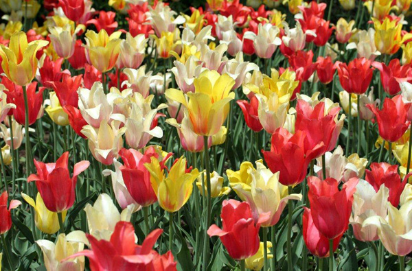 Les tulipes Tulipe10