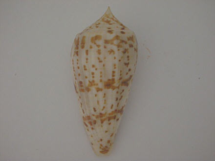 Conus (Phasmoconus) lynceus  GB. Sowerby II, 1858 I0000421