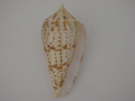 Conus (Phasmoconus) lynceus  GB. Sowerby II, 1858 I0000422