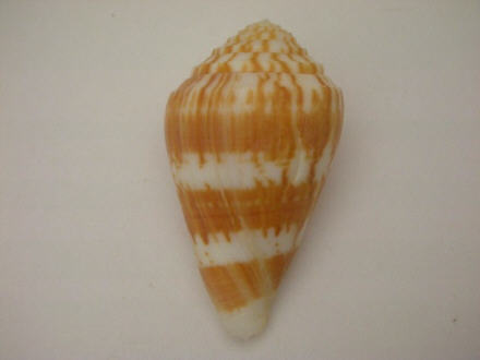 Conus (Eremiconus) minnamurra  (Garrard, 1961) I0000423