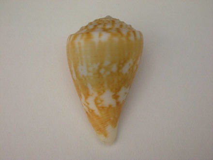 Conus (Eremiconus) minnamurra  (Garrard, 1961) I0000424