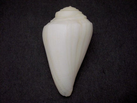 Conus (Eremiconus) minnamurra  (Garrard, 1961) I0000425