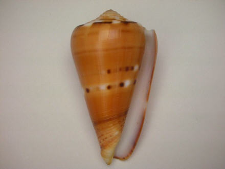 Conus (Pionoconus) barthelemyi  Bernardi, 1861 I0000434