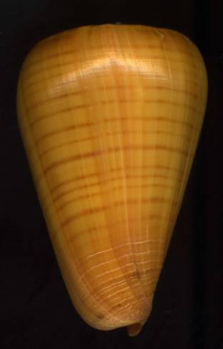 Conus (Dendroconus) betulinus rufoluteus Bozzetti & Ferrario, 2005 voir Conus (Dendroconus) betulinus Linnaeus, 1758 I0000436
