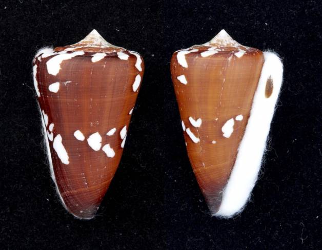 Conus (Darioconus) crocatus thailandis da Motta, 1978 I0000437