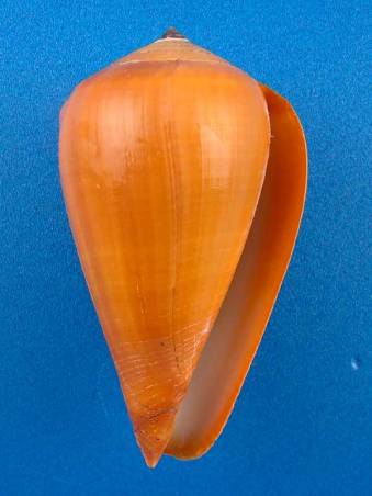 Conus (Dendroconus) betulinus deprehendens Prelle, 2009 voir Conus (Dendroconus) betulinus Linnaeus, 1758 I0000439