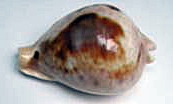 Nesiocypraea teramachii neocaledonica Lorenz, 2002 Nesioc10