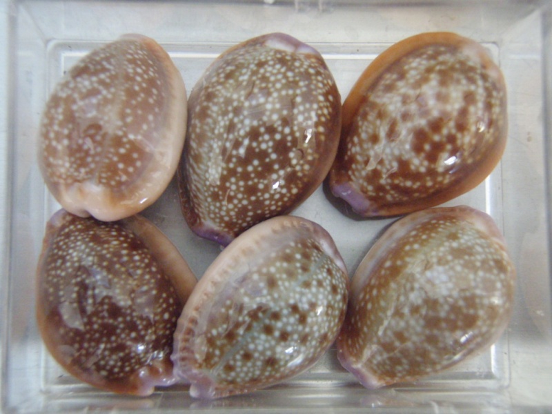 Naria helvola helvola (Linnaeus, 1758) Pb270511