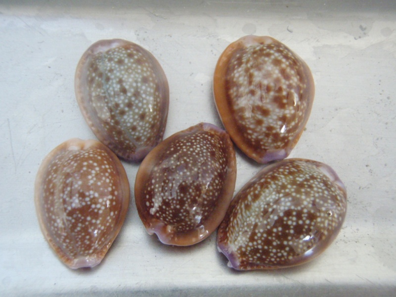 Naria helvola helvola (Linnaeus, 1758) Pb270513