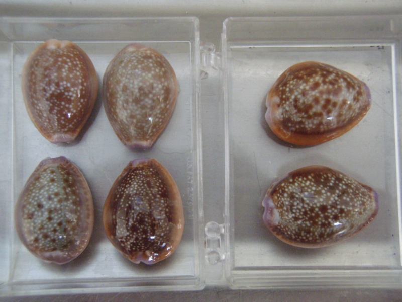 Naria helvola helvola (Linnaeus, 1758) Pb270514