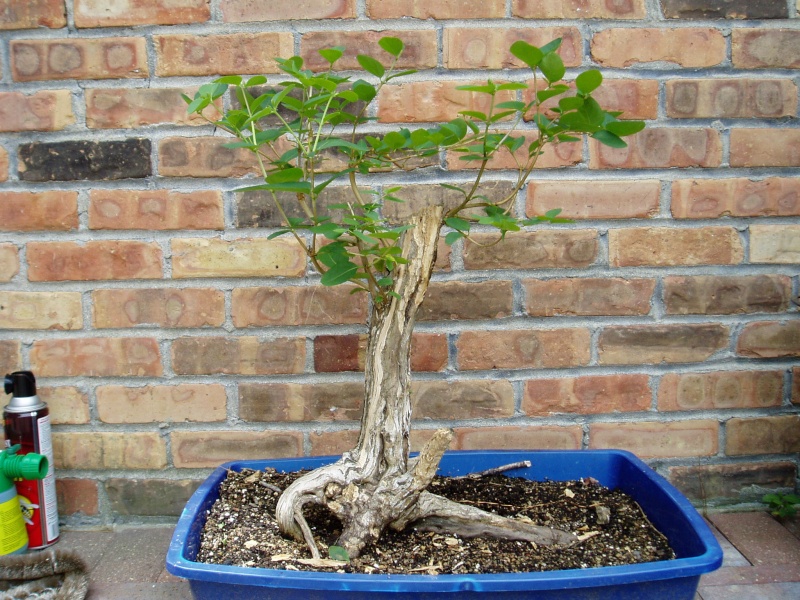 Lonicera repot and progression... Lonice12