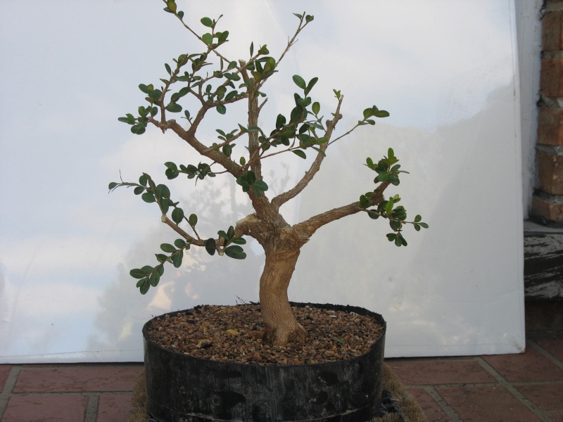 Discount nursery boxwood... Pictur21