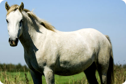 [↓] 40 chevaux camarguais menacés de boucherie Actu-f12