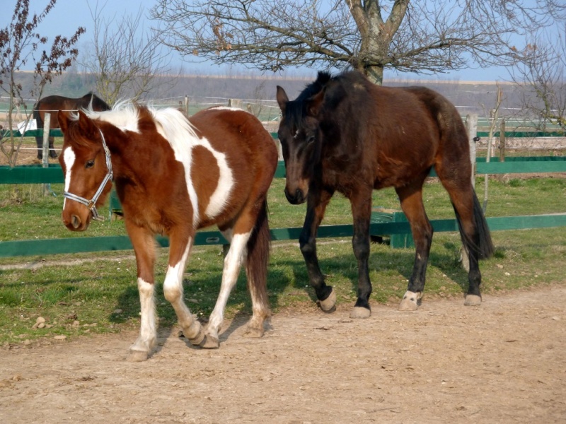 Jalna,Starlette et Joanna de retour! Choco113