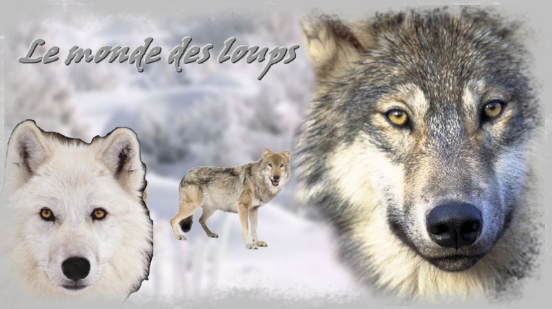 Le monde des loups