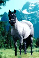 stallion for sale Bluero12