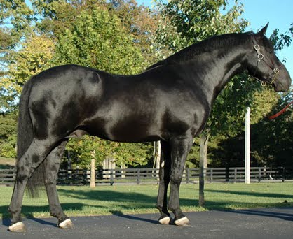 Love is Death..a dark mare looking for forcer stallion(s)  Bridon10