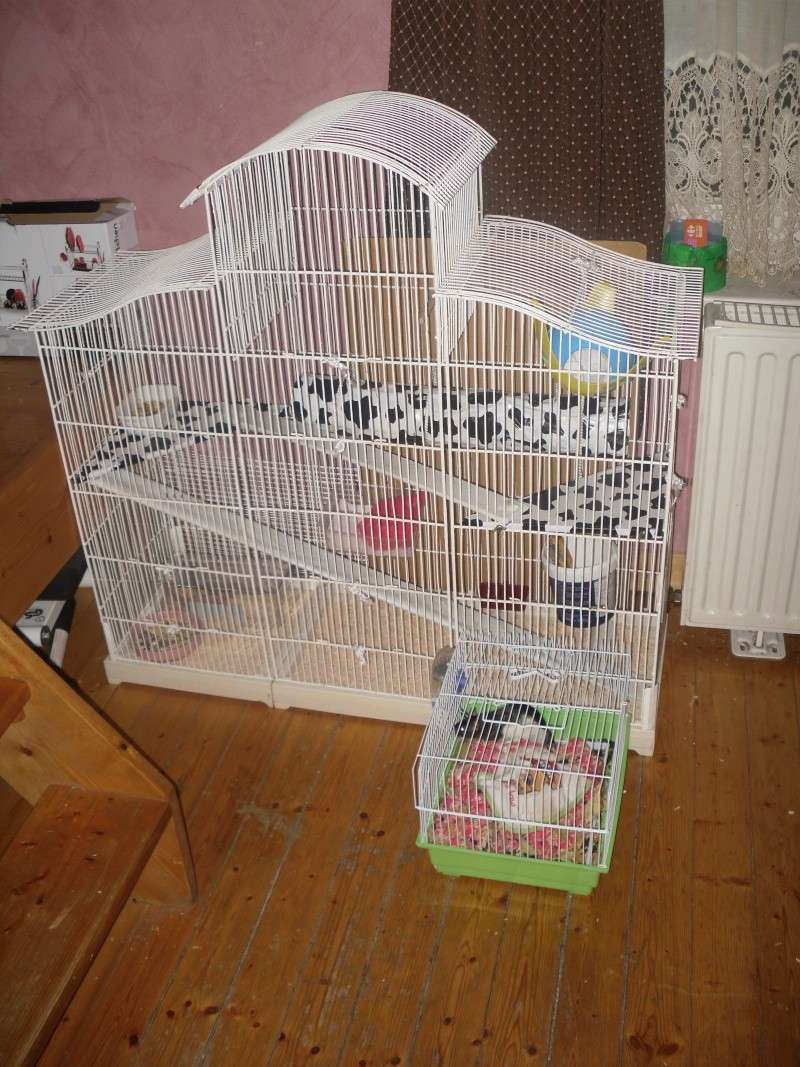 voila des photo de ma cage Sam_1312