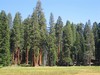 La forêt de Séquoias