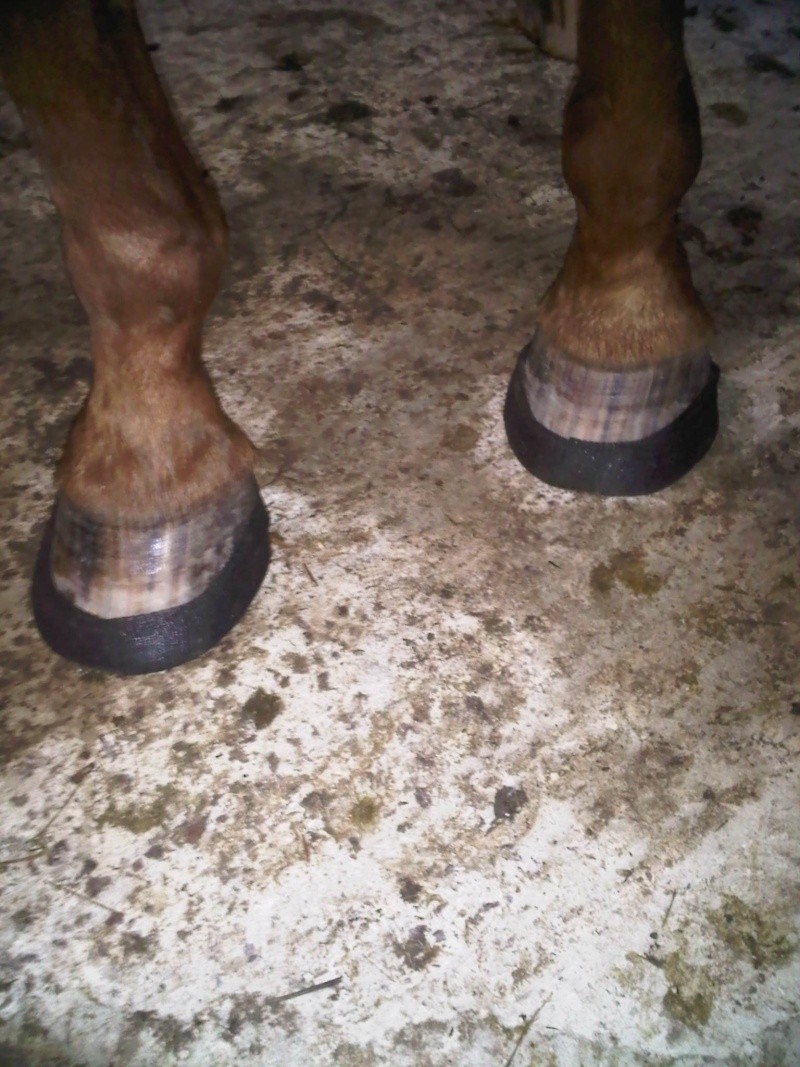 Djino, selle allemand Oldenborg X Hanovrien, cheval pieds nus ! Img00041