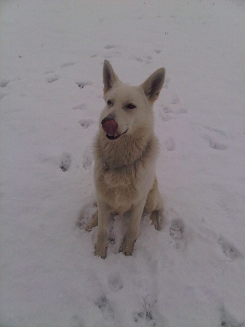 Eco, le magnifique chien loup de July Img00051